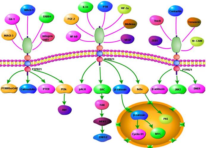 J Cancer Image