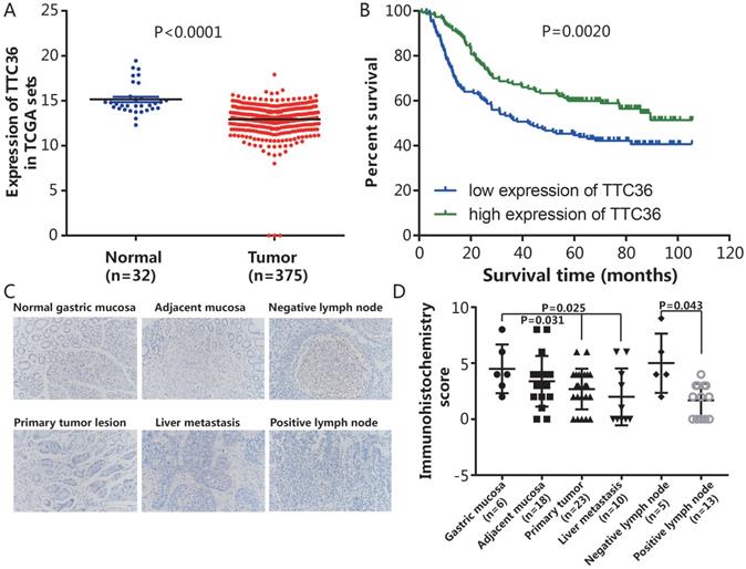 TTC36 inactivation induce malignant properties via Wnt-β 
