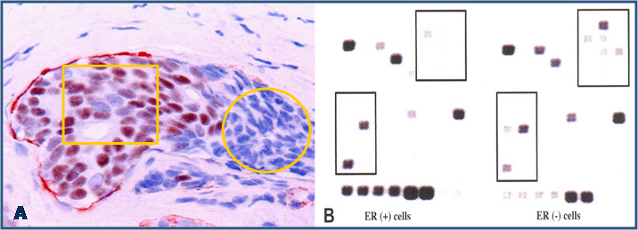 J Cancer Image