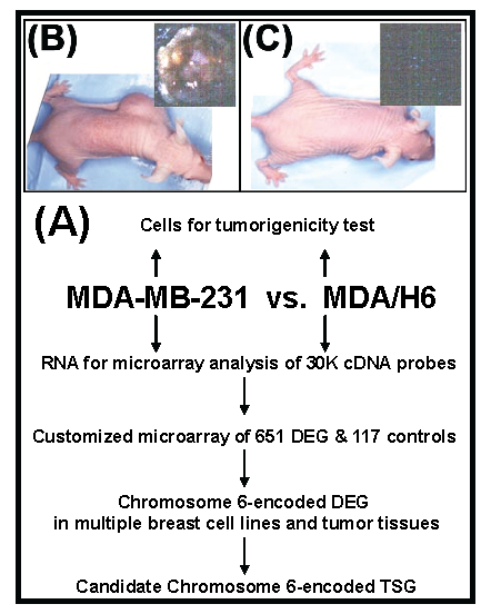 J Cancer Image