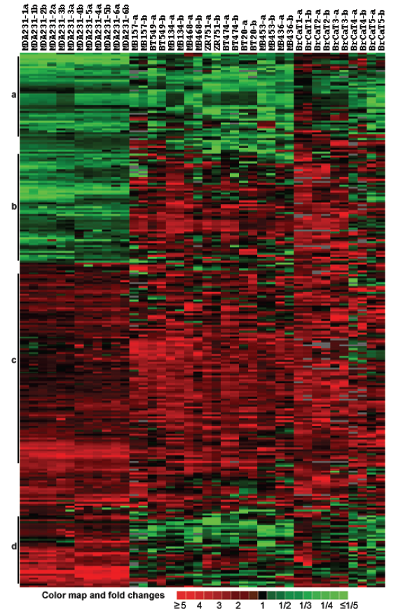 J Cancer Image