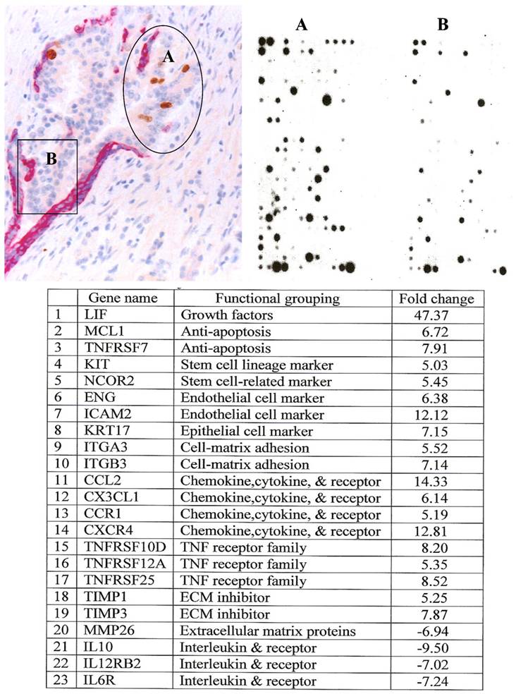 J Cancer Image