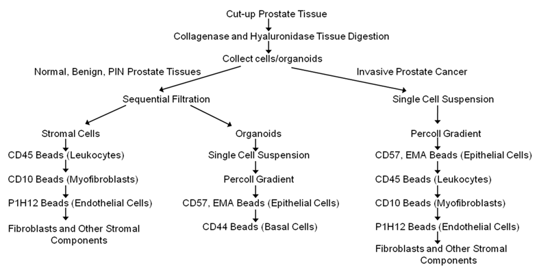 J Cancer Image