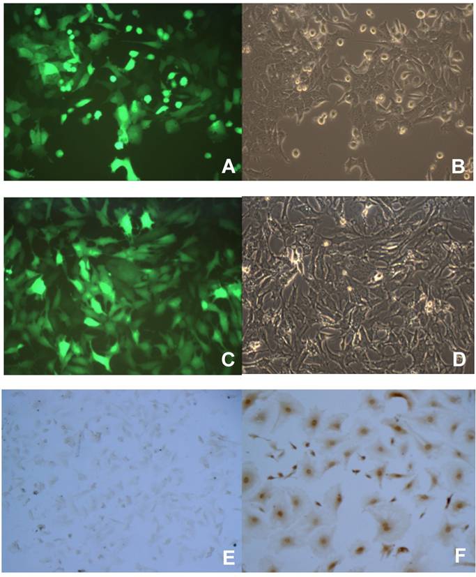 J Cancer Image