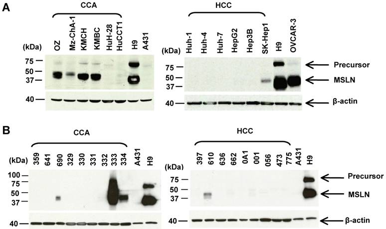 J Cancer Image