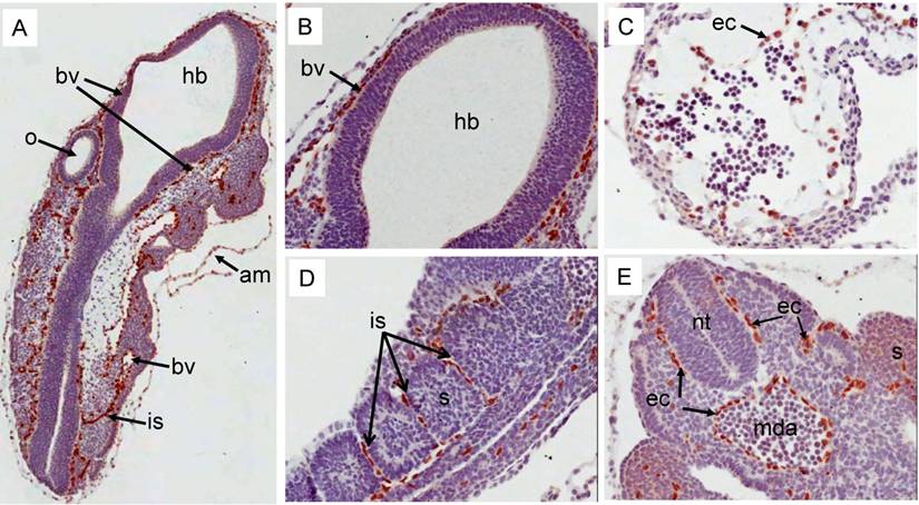 J Cancer Image