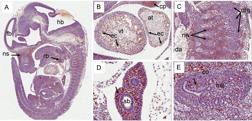 J Cancer Image