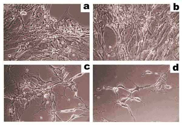 J Cancer Image