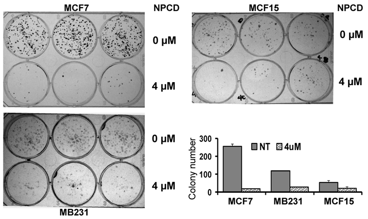 J Cancer Image