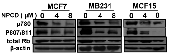 J Cancer Image