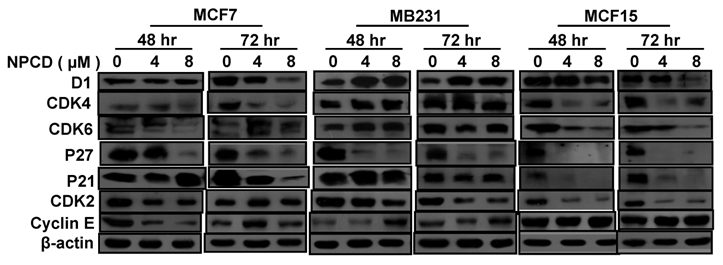 J Cancer Image