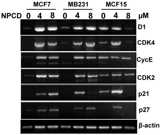 J Cancer Image