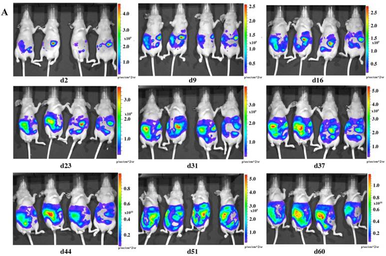 J Cancer Image