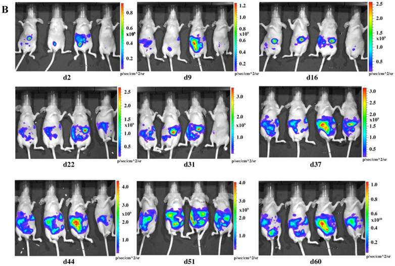 J Cancer Image