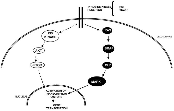 J Cancer Image