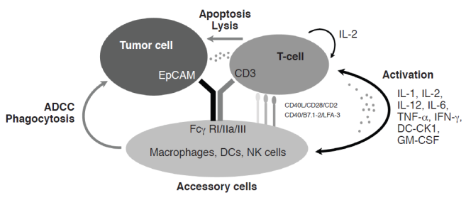 J Cancer Image