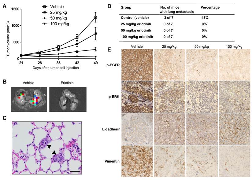 J Cancer Image