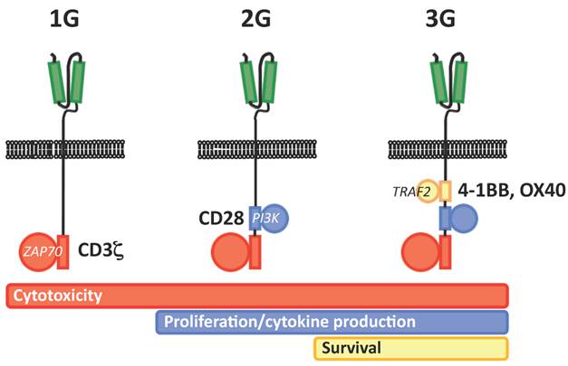 J Cancer Image