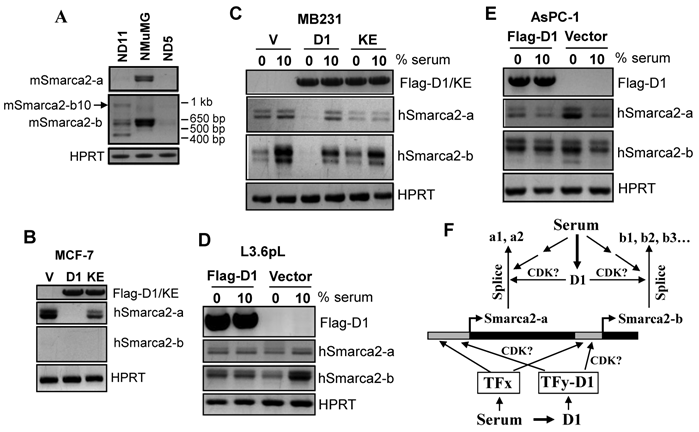 J Cancer Image