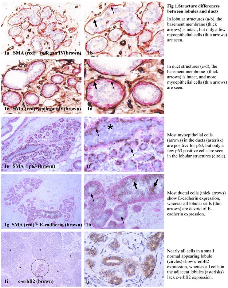 J Cancer Image