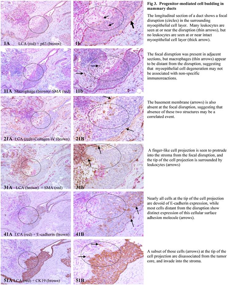 J Cancer Image