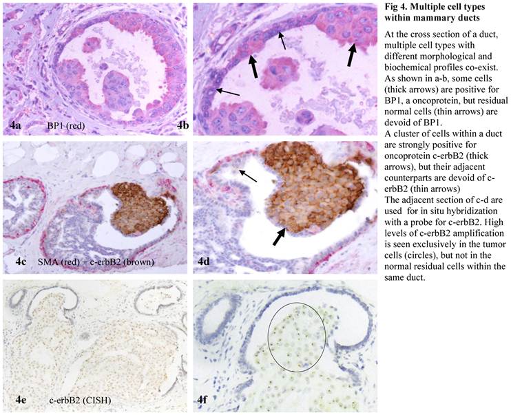 J Cancer Image