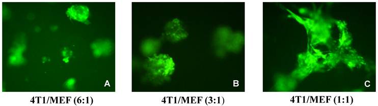 J Cancer Image