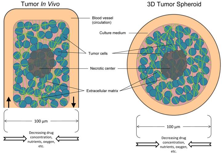 J Cancer Image