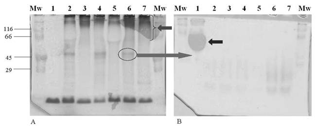 J Cancer Image