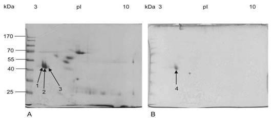 J Cancer Image