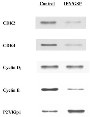 J Cancer Image