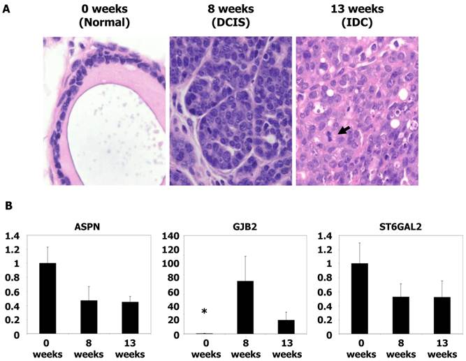 J Cancer Image