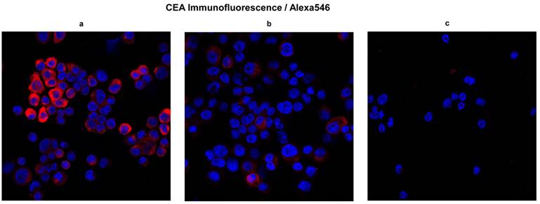 J Cancer Image