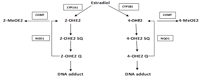 J Cancer Image