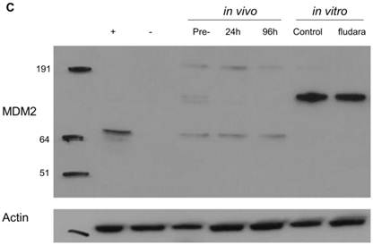 J Cancer Image