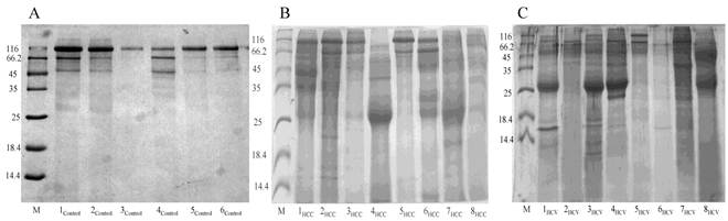 J Cancer Image