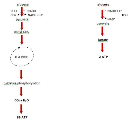 J Cancer Image