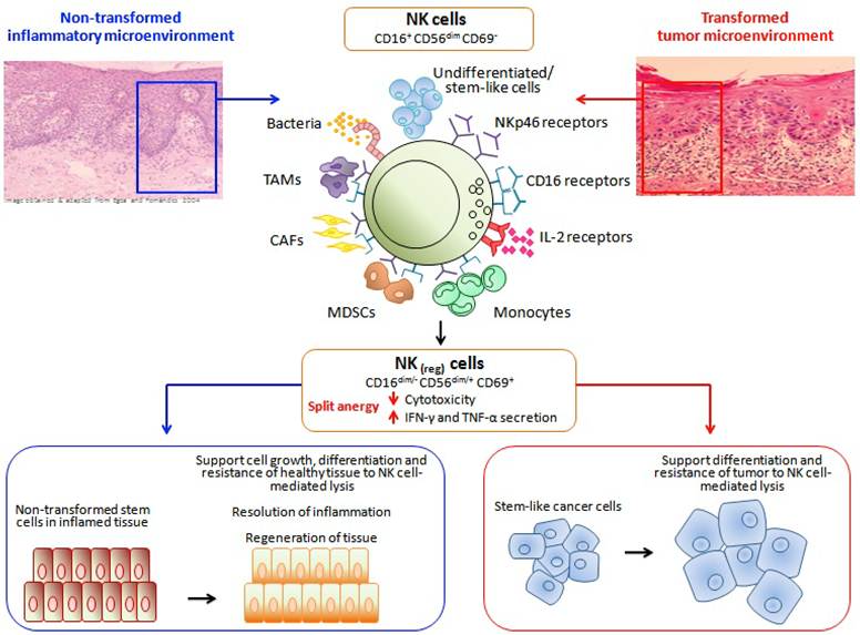 J Cancer Image