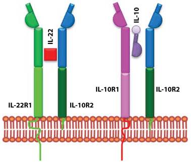 J Cancer Image