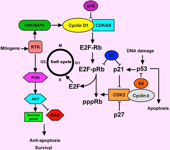 J Cancer Image