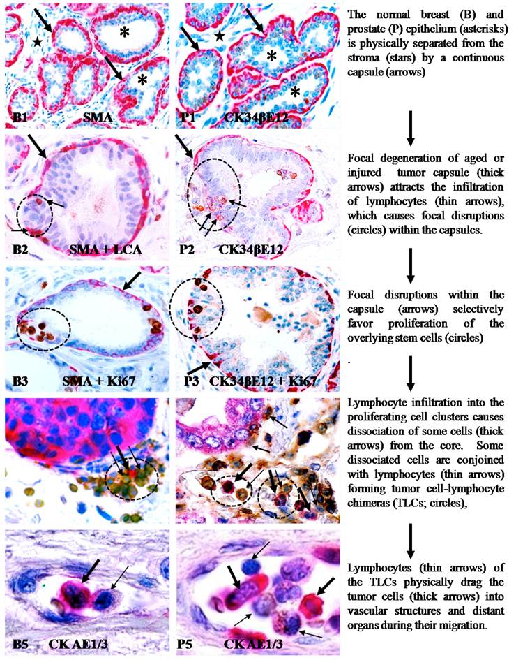 J Cancer Image