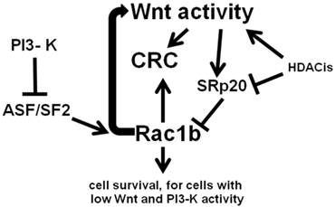 J Cancer Image