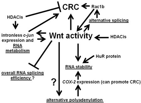 J Cancer Image