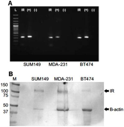 J Cancer Image