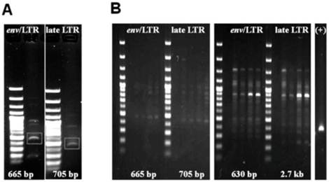 J Cancer Image