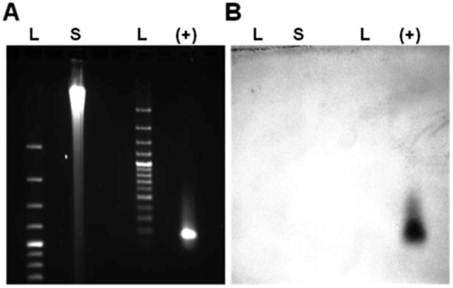 J Cancer Image