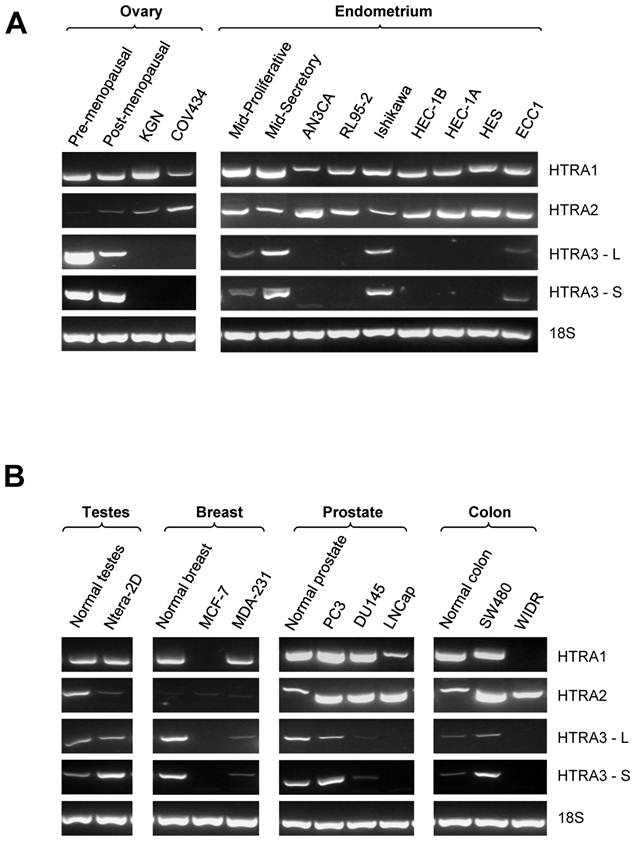 J Cancer Image