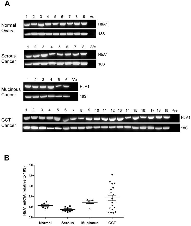 J Cancer Image