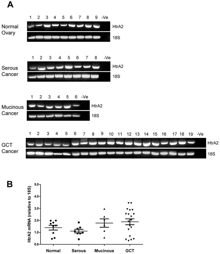 J Cancer Image