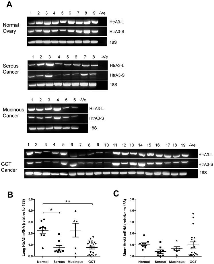 J Cancer Image